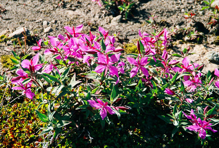 Grönland - Reisefotografien – Bild 19